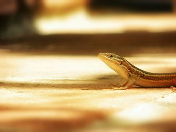 Lizard on field during sunny day