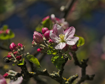 Close-up of pink flowers