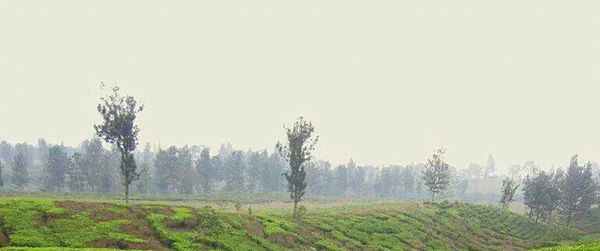 Scenic view of field against clear sky