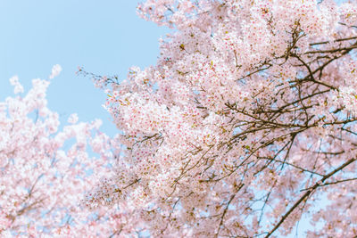 Low angle view of cherry blossoms against sky