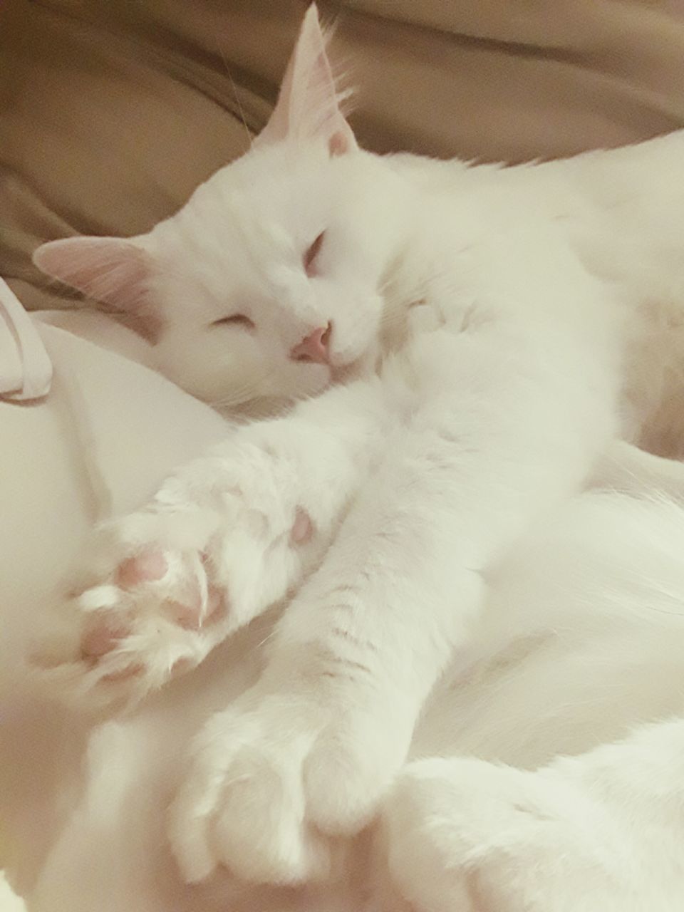 domestic cat, relaxation, pets, high angle view, one animal, bed, domestic animals, lying down, mammal, indoors, animal themes, pillow, feline, close-up, no people, day