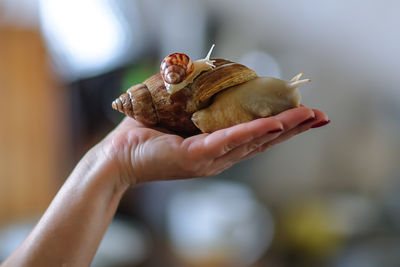 Close-up of hand holding snail