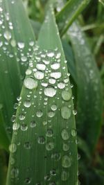 Close-up of raindrops on leaf