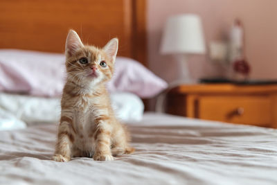 Portrait of kitten on bed at home