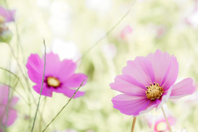 Close-up of pink cosmos flower