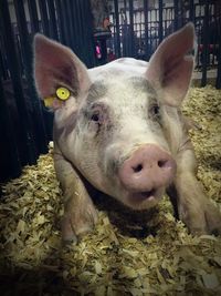 Close-up portrait of a dog