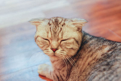 Close-up of a sleeping cat