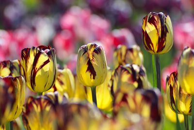 Close-up of insect on yellow flower