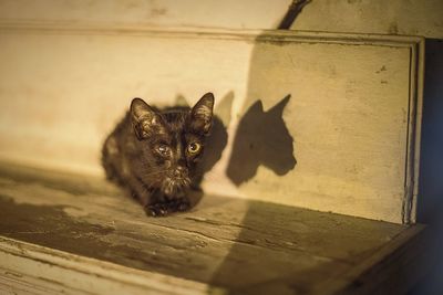 Close-up portrait of cat on floor