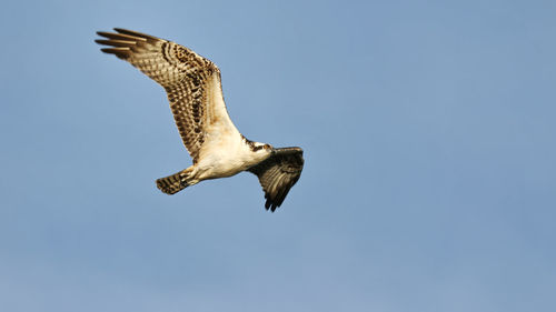 Low angle view of falcon flying against blue sky