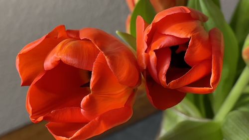 Close-up of red tulip