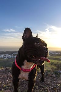 Black dog looking away while standing on land against sky during sunset