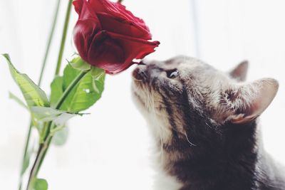 Side view of cat smelling rose