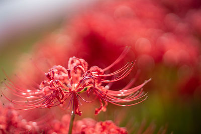 Close-up of flowering plant