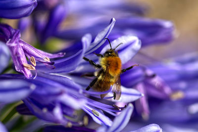 Close-up of honey bee on purple flower