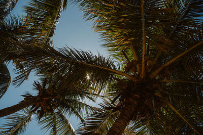 Low angle view of palm tree against sky