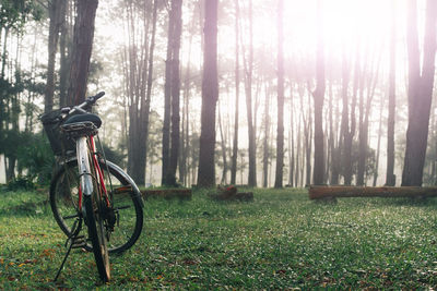Bicycle in forest