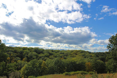 Scenic view of forest against sky