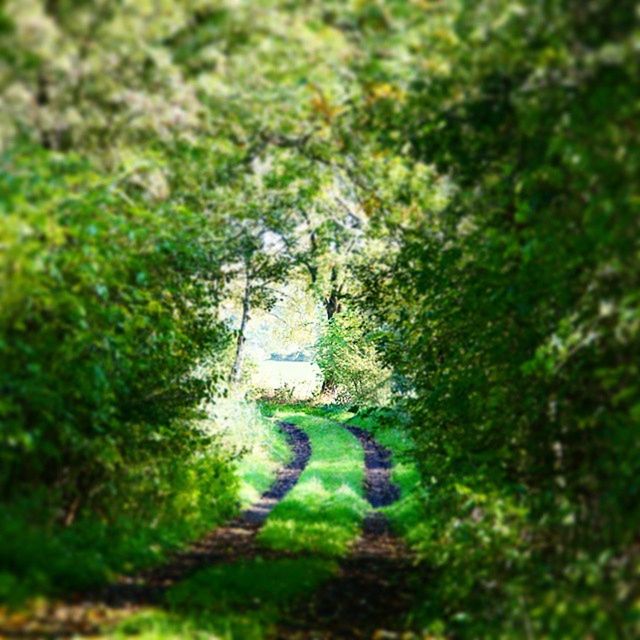 green color, tree, growth, the way forward, grass, plant, nature, transportation, selective focus, road, day, tranquility, outdoors, footpath, diminishing perspective, high angle view, field, lush foliage, green, street