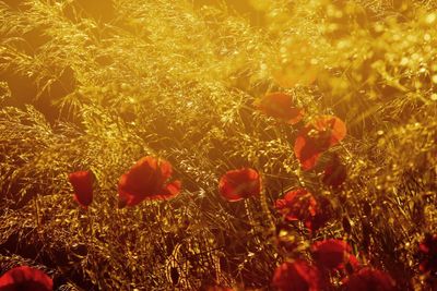 Close-up of poppy flowers growing in field