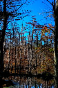 Low angle view of bare trees in forest