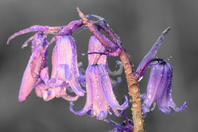 Close-up of purple flowers