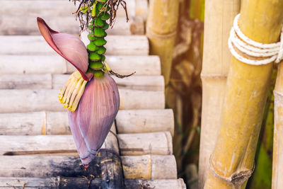 Close-up of potted plant