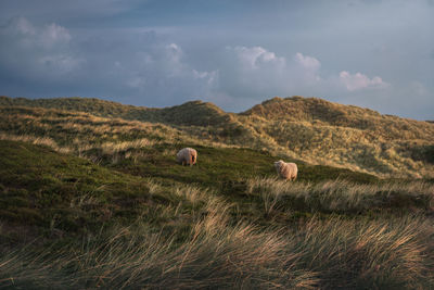 Hay bales on field against sky