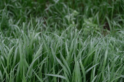 Full frame shot of grass on field