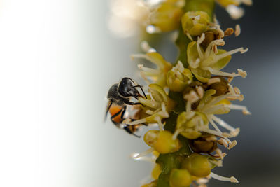 Close-up of insect on yellow flower