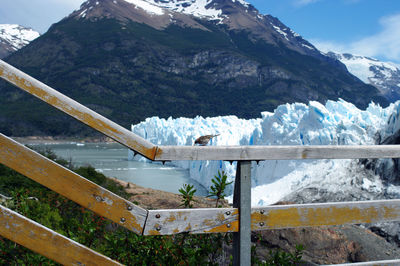 A tiny bird trying to find something to eat after the tourist left in front of the perito moreno