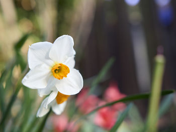 Close-up of white flowering plant