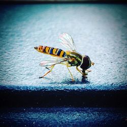 Close-up of insect on water