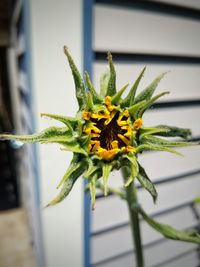 Close-up of yellow flowers