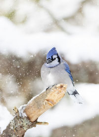 Close-up of bird perching on tree