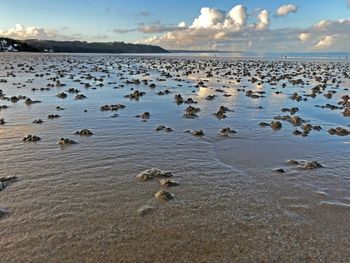 Flock of birds on beach