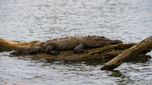 View of crocodile in the river