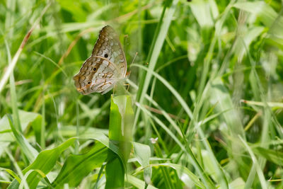 Close-up of butterfly on grass