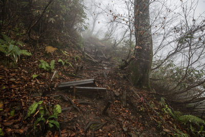 Plants and trees in forest