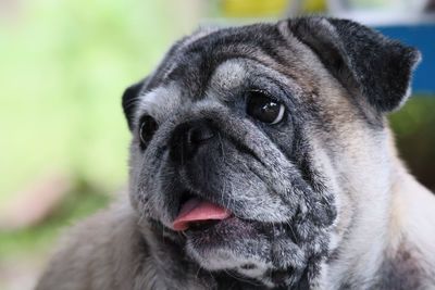 Close-up portrait of dog