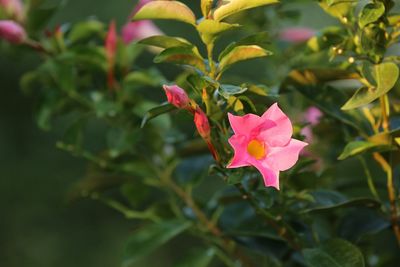 Close-up high angle view of pink flower and leaves