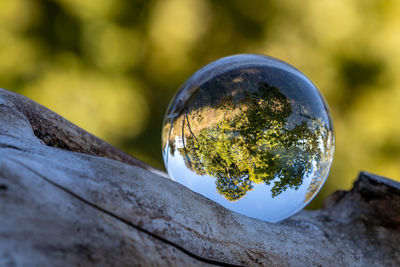 Landscape in a glass ball lying on a thick branch