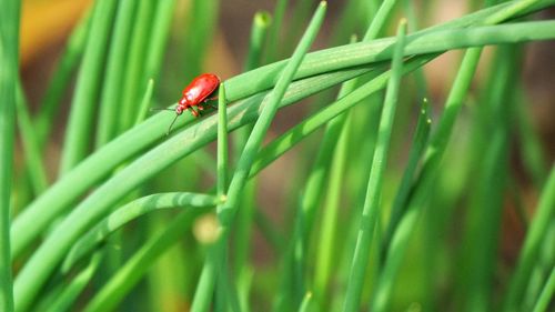 Close-up of ladybug on leaf