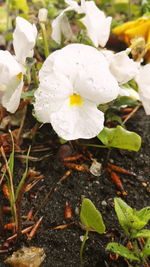 Close-up of wet white flower blooming on field