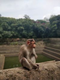 Monkey sitting on retaining wall against sky