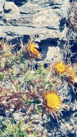 Close-up of yellow wildflowers