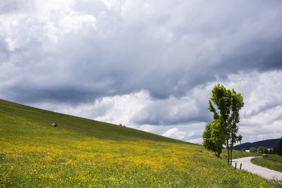 Scenic view of field against sky