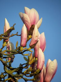 Close-up of pink flowering plant against clear sky