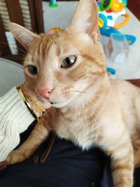 Close-up portrait of cat at home