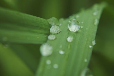 Close-up of water drops on leaf